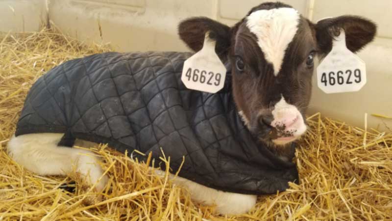 A calf lays in straw bedding while wearing a blanket.