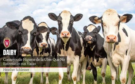 Grupo de vacas lecheras Holstein en un pastizal con el texto "Consejos de higiene de la ubre que no estresarán a tu vaca" y "Heather Schlesser".