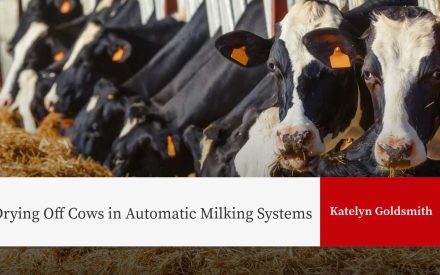 Holstein cows with orange ear tags eating hay in barn. Text: "Drying Off Cows in Automatic Milking Systems" and "Katelyn Goldsmith".