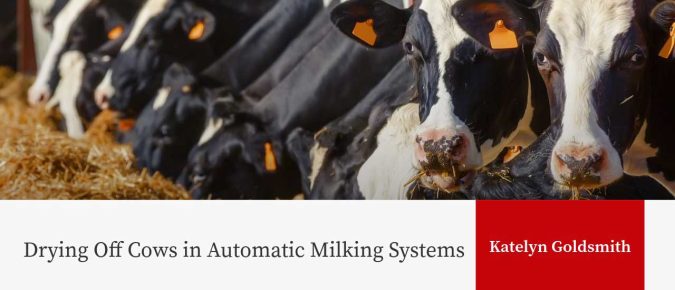 Drying Off Cows in Automatic Milking Systems