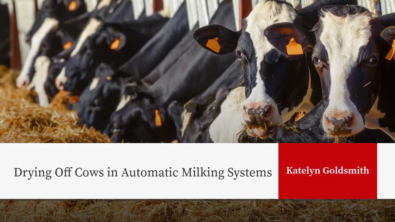 Holstein cows with orange ear tags eating hay in barn. Text: "Drying Off Cows in Automatic Milking Systems" and "Katelyn Goldsmith".