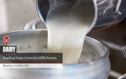 Milk pouring into stainless steel container with text "DAIRY: Feeding Dairy Cows for Milk Protein" by Katelyn Goldsmith.
