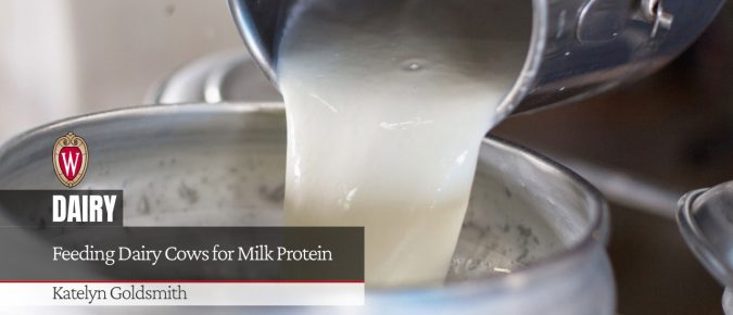 Feeding Dairy Cows for Milk Protein