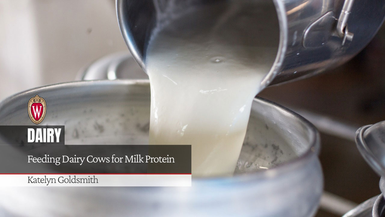 Milk pouring into stainless steel container with text "DAIRY: Feeding Dairy Cows for Milk Protein" by Katelyn Goldsmith.