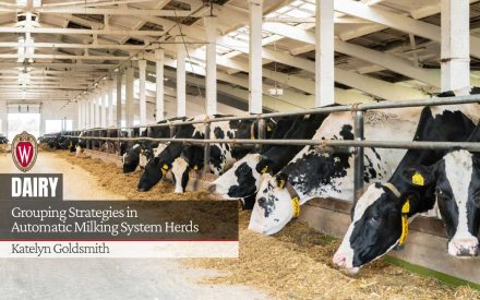 Holstein cows feeding in modern dairy barn with exposed beam ceiling and natural lighting. Text overlay in bottom left displays "DAIRY" in large white letters, followed by "Grouping Strategies in Automatic Milking System Herds" and author name "Katelyn Goldsmith". A University of Wisconsin "W" crest logo appears above the text.