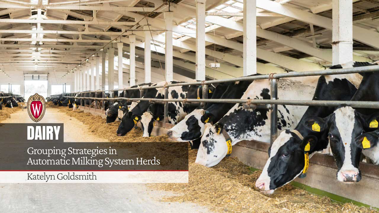 Holstein cows feeding in modern dairy barn with exposed beam ceiling and natural lighting. Text overlay in bottom left displays "DAIRY" in large white letters, followed by "Grouping Strategies in Automatic Milking System Herds" and author name "Katelyn Goldsmith". A University of Wisconsin "W" crest logo appears above the text.