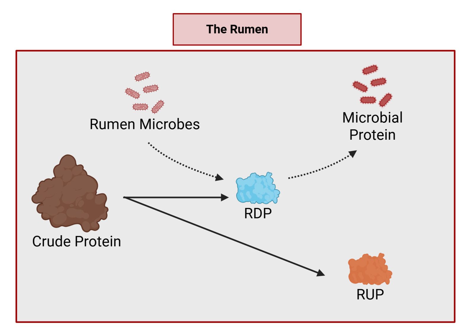 Diagram showing crude protein breakdown pathways in the rumen to form RDP, RUP, and microbial protein.