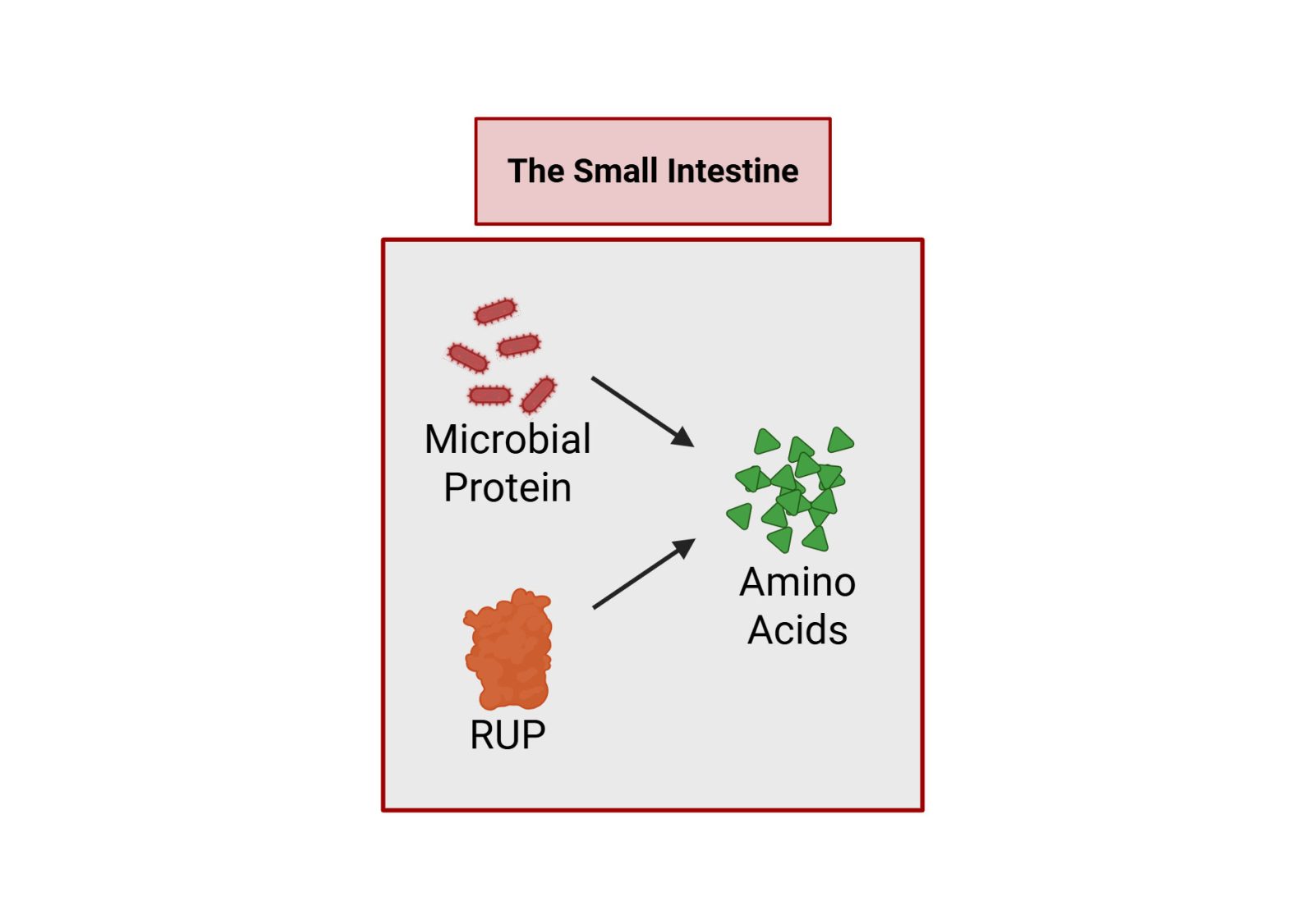 Diagram showing microbial protein and RUP converting to amino acids in the small intestine.