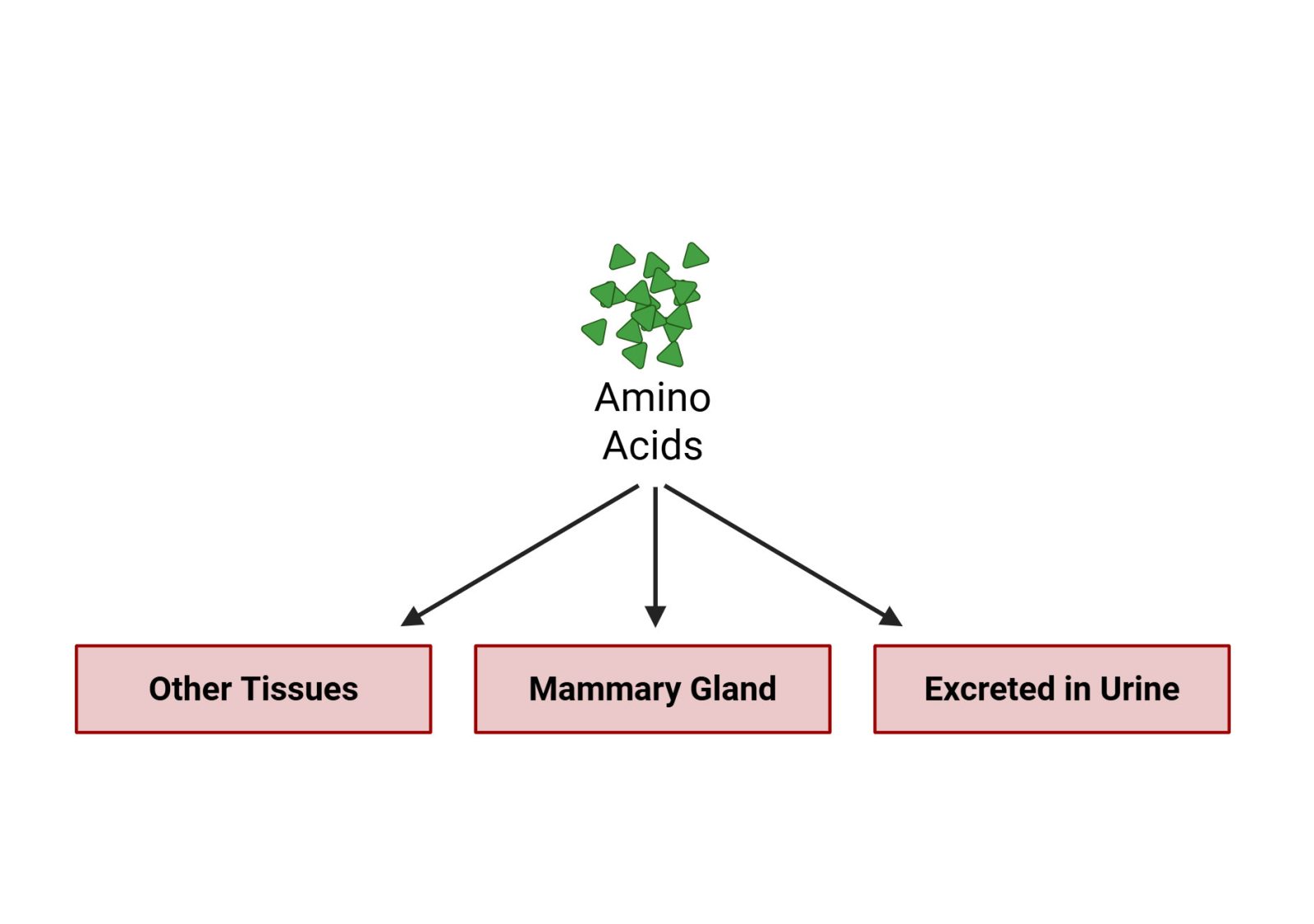 Diagram showing amino acids distributed to other tissues, mammary gland, and excreted in urine.