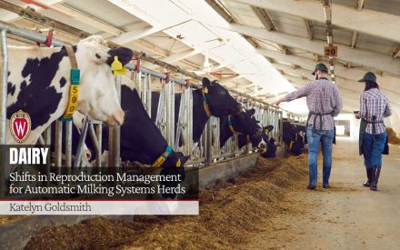 Holstein cows in automated milking barn with farmers observing. Text: Dairy - Shifts in Reproduction Management for Automatic Milking Systems Herds, Katelyn Goldsmith.