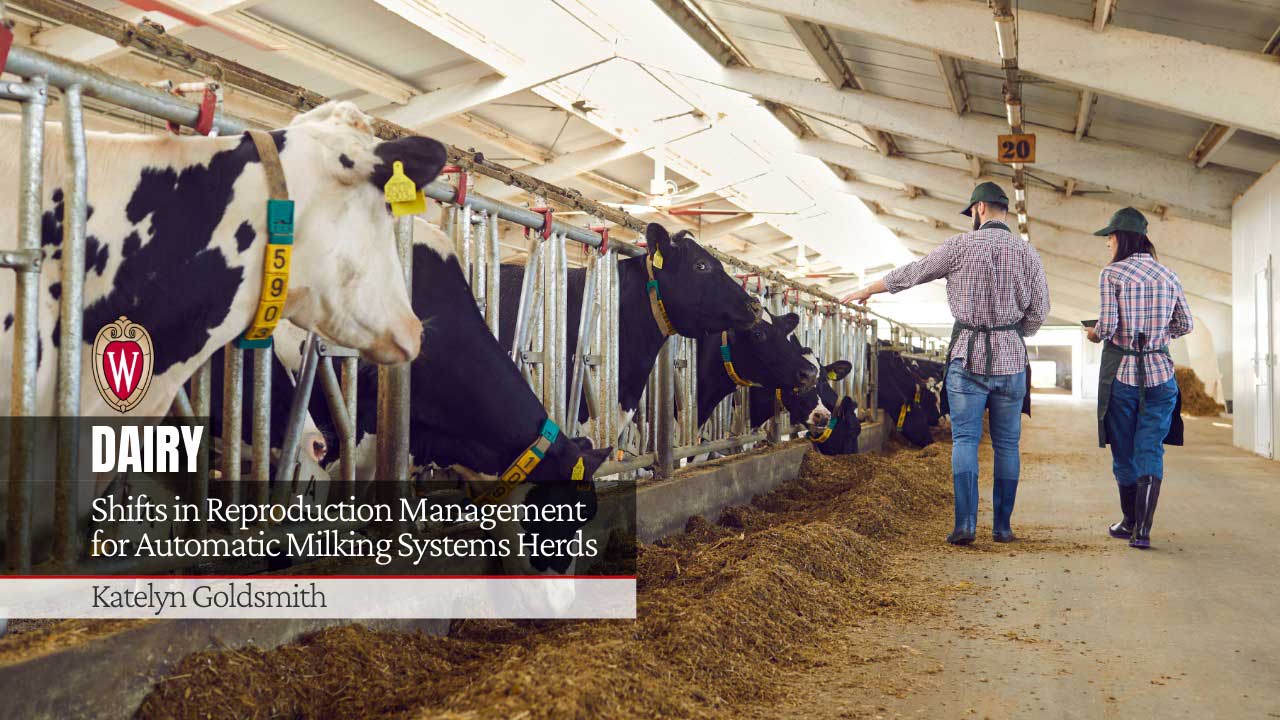 Holstein cows in automated milking barn with farmers observing. Text: Dairy - Shifts in Reproduction Management for Automatic Milking Systems Herds, Katelyn Goldsmith.