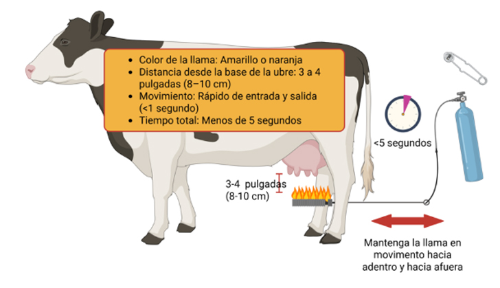 Cow diagram showing flame technique for udder hygiene with equipment placement and timing specifications. Labels appear in Espanol.