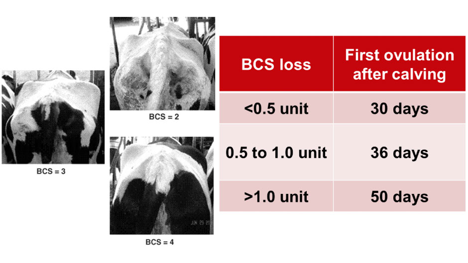 BCS loss after calving in relation to first ovulation after calving charts.