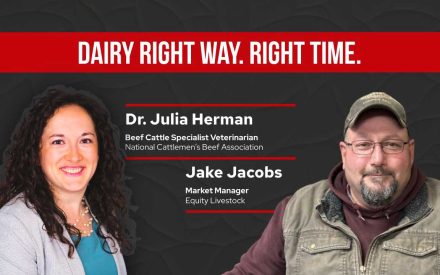 ▶️ Watch: Right Way. Right Time. Ensuring Welfare and Value in Cull Dairy Cattle