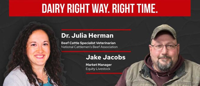 ▶️ Watch: Right Way. Right Time. Ensuring Welfare and Value in Cull Dairy Cattle