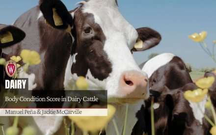 Holstein dairy cows in a field with the article title "Body Condition Score in Dairy Cattle" by "Manuel Pena & Jackie McCarville". University of Wisconsin crest is shown.