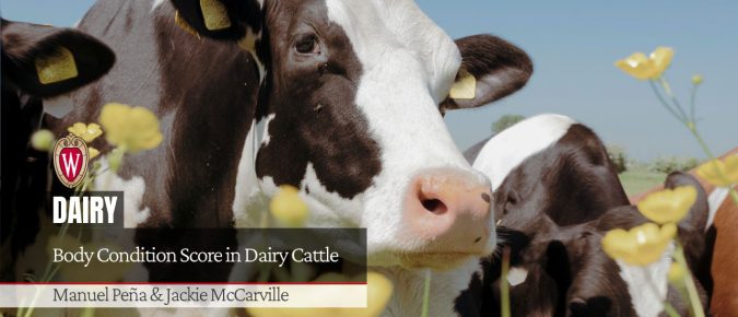 Body Condition Score in Dairy Cattle