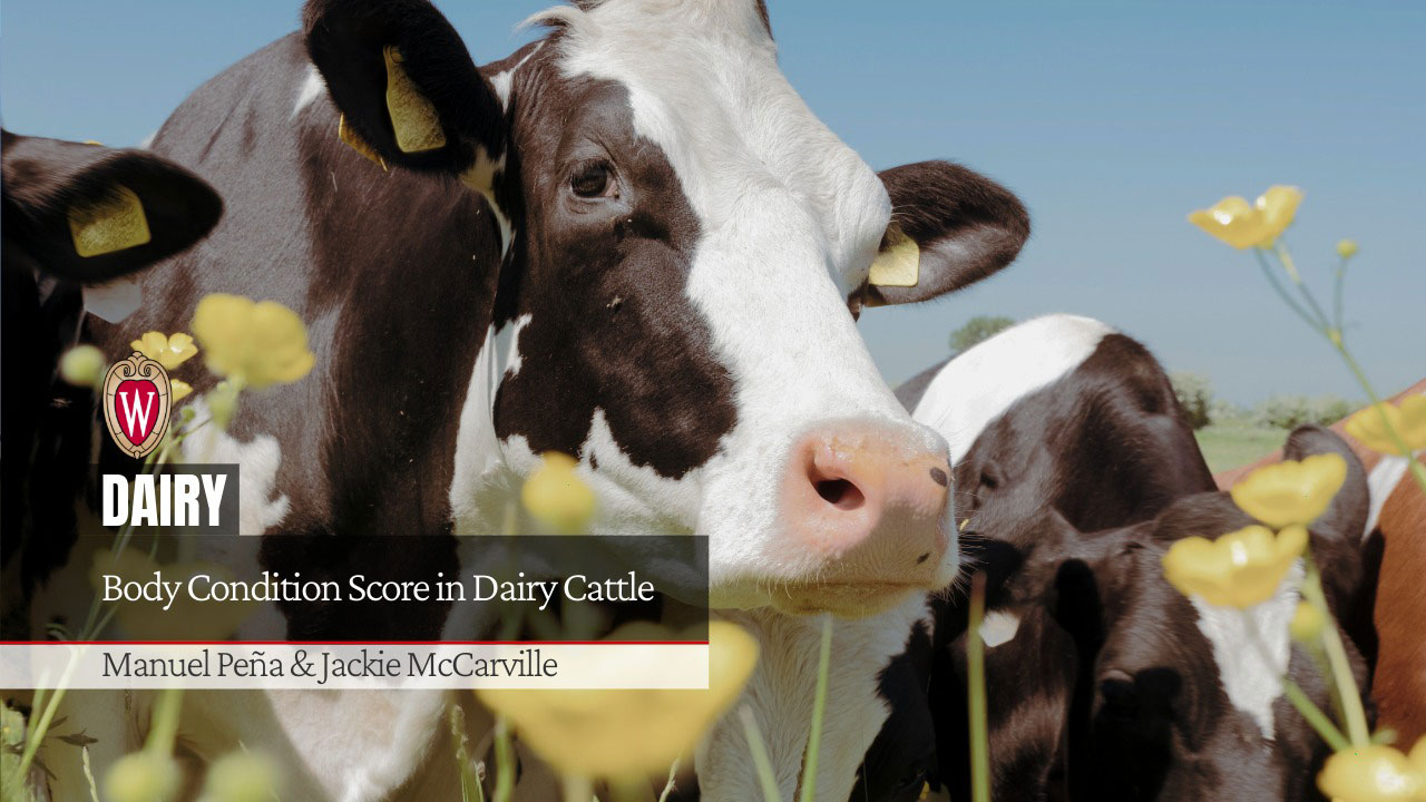 Holstein dairy cows in a field with the article title "Body Condition Score in Dairy Cattle" by "Manuel Pena & Jackie McCarville". University of Wisconsin crest is shown.