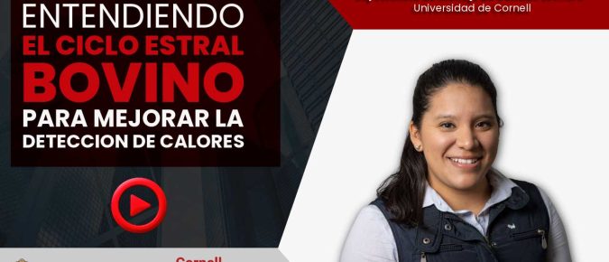 ▶️ Watch: Entendiendo el ciclo estral bovino para mejorar la detección de calores