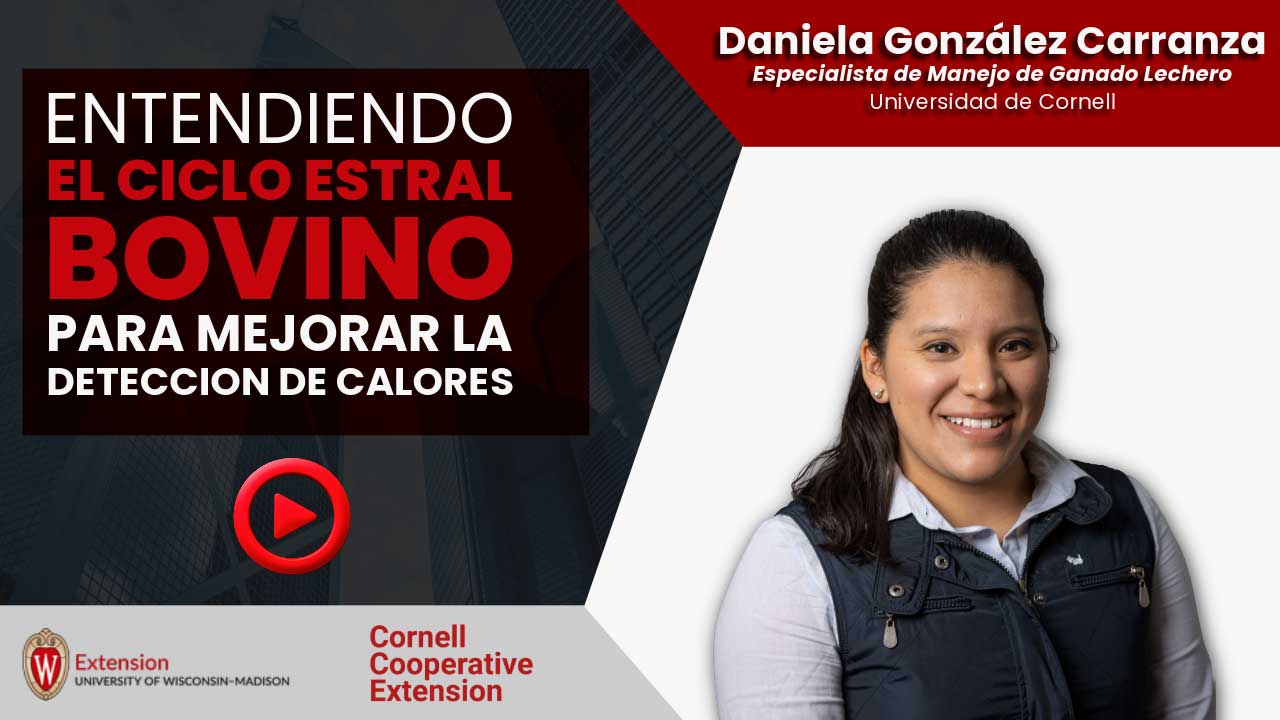 ▶️ Watch: Entendiendo el ciclo estral bovino para mejorar la detección de calores