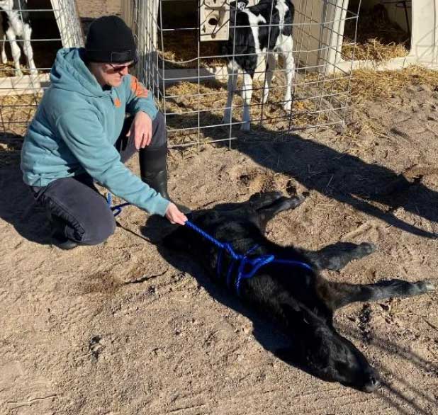 A cattle farmer holding a rope which is tied around the midsection of a calf laying on the ground.