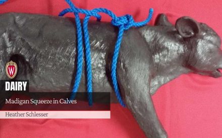 A model of a brown calf with a blue roper harness tied around its midsection. Article title "Madigan Squeeze in Calves" by Heather Schlesser.