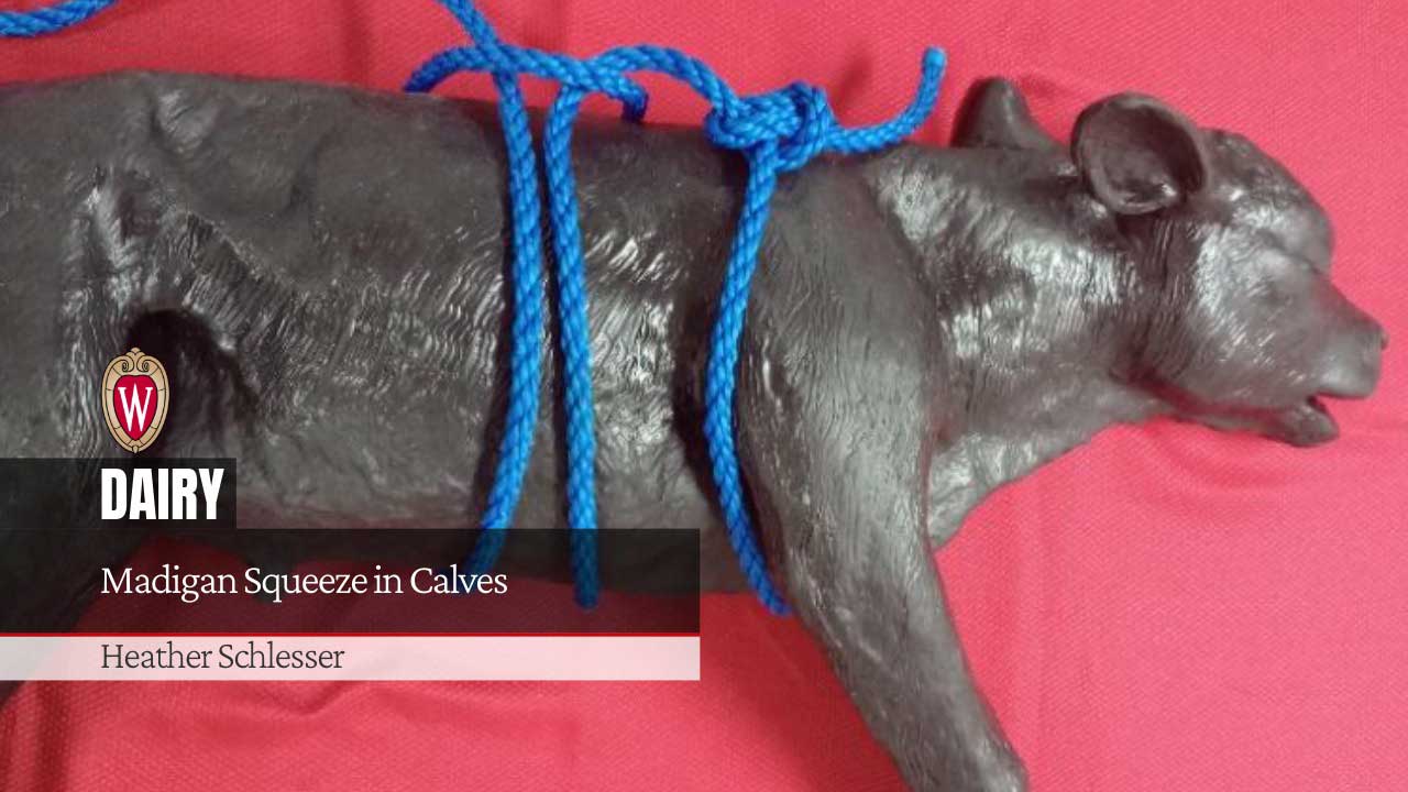 A model of a brown calf with a blue roper harness tied around its midsection. Article title "Madigan Squeeze in Calves" by Heather Schlesser.