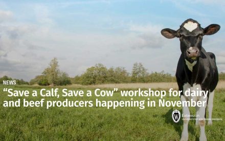 “Save a Calf, Save a Cow” workshop for dairy and beef producers happening in November