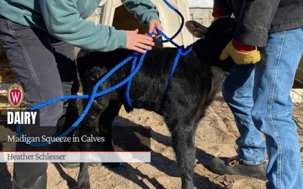 A model of a brown calf with a blue roper harness tied around its midsection. Article title "Madigan Squeeze in Calves" by Heather Schlesser.