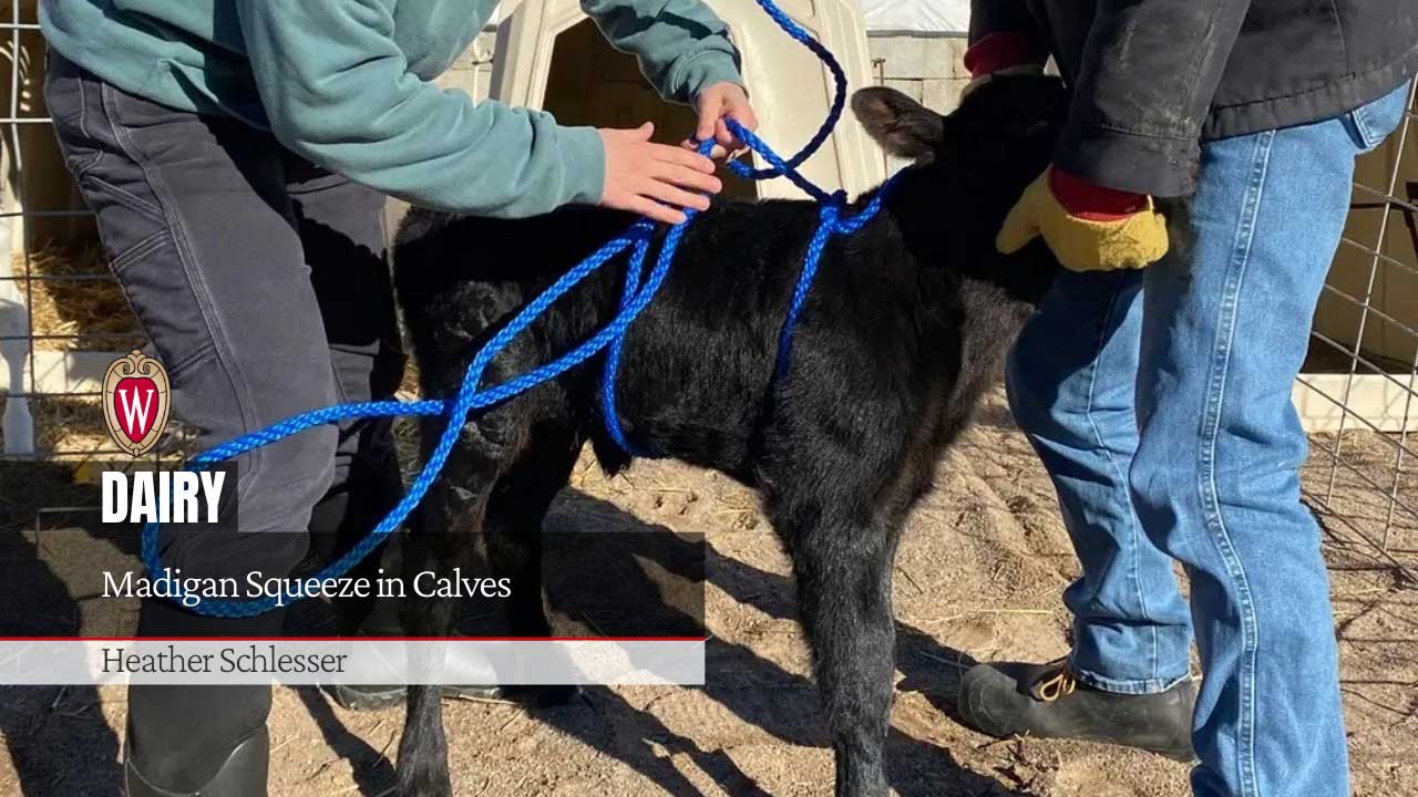 Madigan Squeeze in Calves