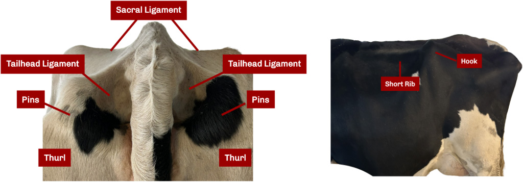 Anatomical diagrams showing rear view and side view of dairy cow pelvis with labeled bone structures and ligaments.