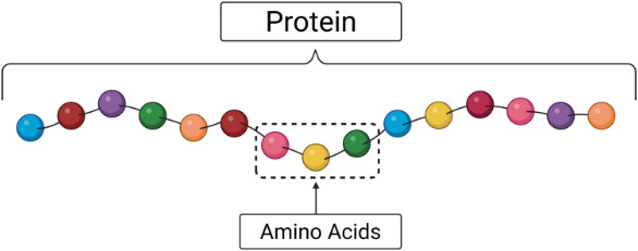 Diagram showing protein structure as a chain of colored circles representing amino acids, with a dashed box highlighting three amino acids.
