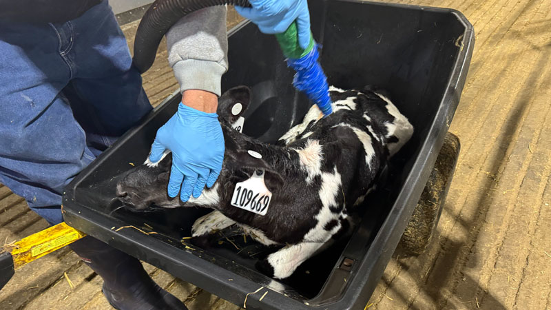 A dairy calf being washed inside of a wheel barrow.