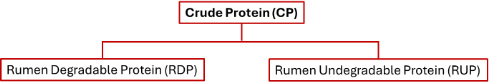 Diagram showing Crude Protein (CP) branches into Rumen Degradable Protein (RDP) and Rumen Undegradable Protein (RUP).