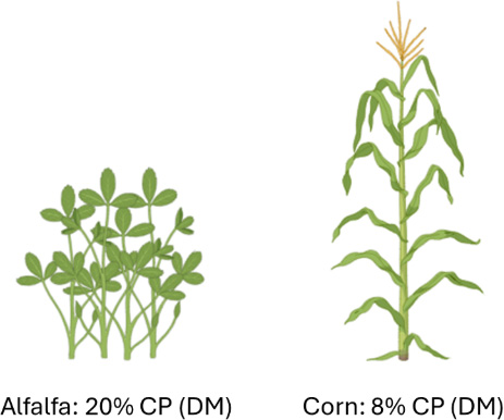 Alfalfa plant with text "Alfalfa: 20% CP (DM)" and corn plant with text "Corn: 8% CP (DM)".