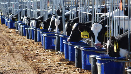 A line of holding pens with dairy calves feeding from blue buckets.
