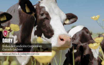 Índice de Condición Corporal en Ganado Lechero 