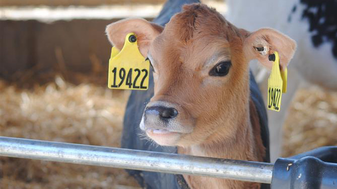 A calf looks out of its pen.