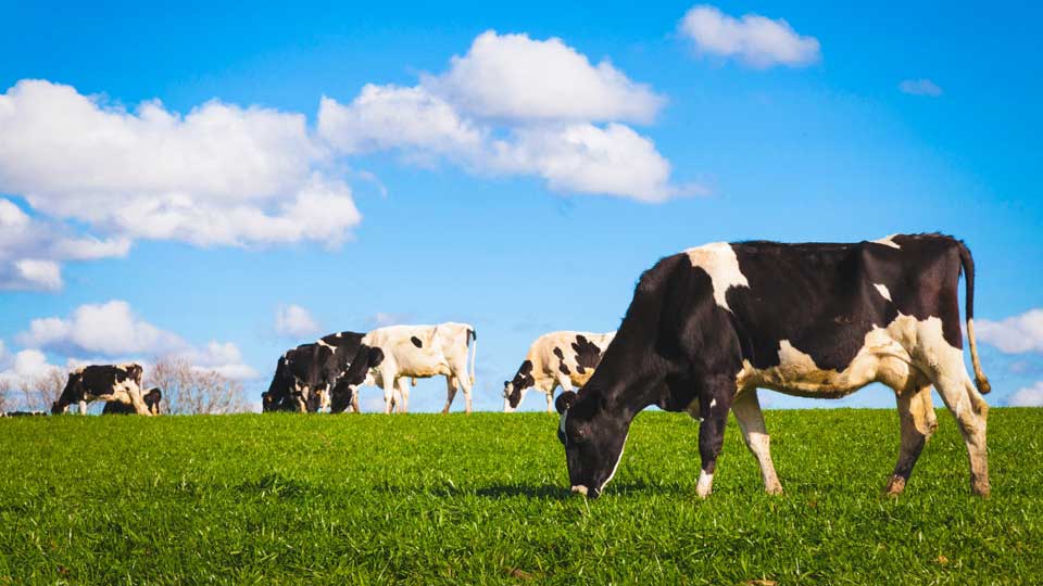 Dairy cows graze in a grassy field.