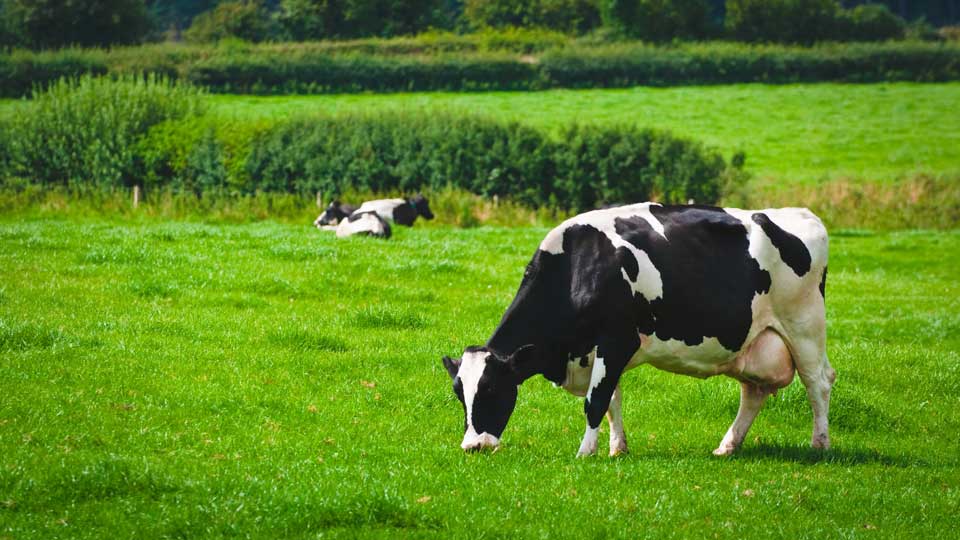 Dairy cow grazes in a lush green field. Two dairy cows lay in the grass in the background.