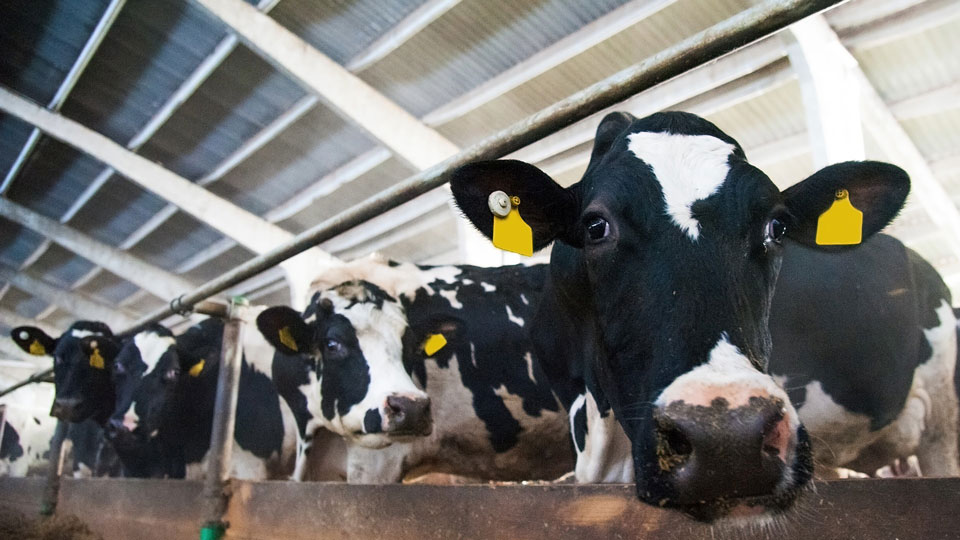 Dairy cows feeding inside of a barn.