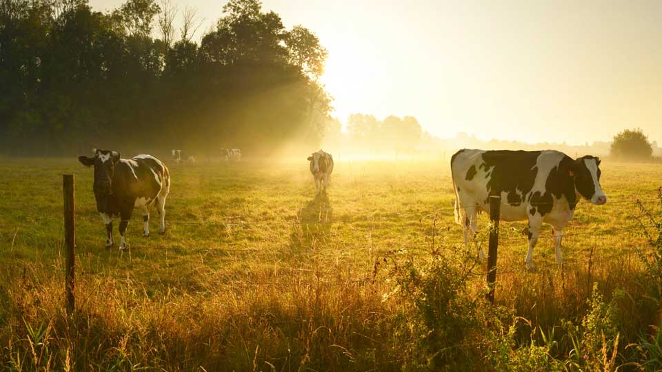 Dairy cows standing in a pasture at sunrise.