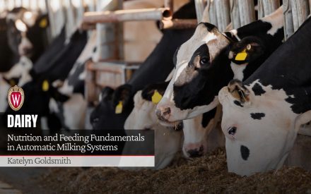 Holstein dairy cows with yellow ear tags feeding in barn. Text reads "Nutrition and Feeding Fundamentals in Automatic Milking Systems" and author name "Katelyn Goldsmith".