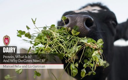 Black cow eating green forage with text "Protein, What Is It? And Why Do Cows Need It?" Authors "Manuel Peña and Liz Gartman" and UW-Madison logo.