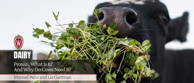 Protein, What Is It? And Why Do Cows Need It?