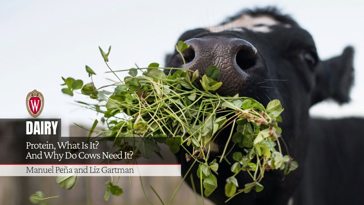 Black cow eating green forage with text "Protein, What Is It? And Why Do Cows Need It?" Authors "Manuel Peña and Liz Gartman" and UW-Madison logo.