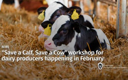 “Save a Calf, Save a Cow – Dairy Workshop” is happening in February