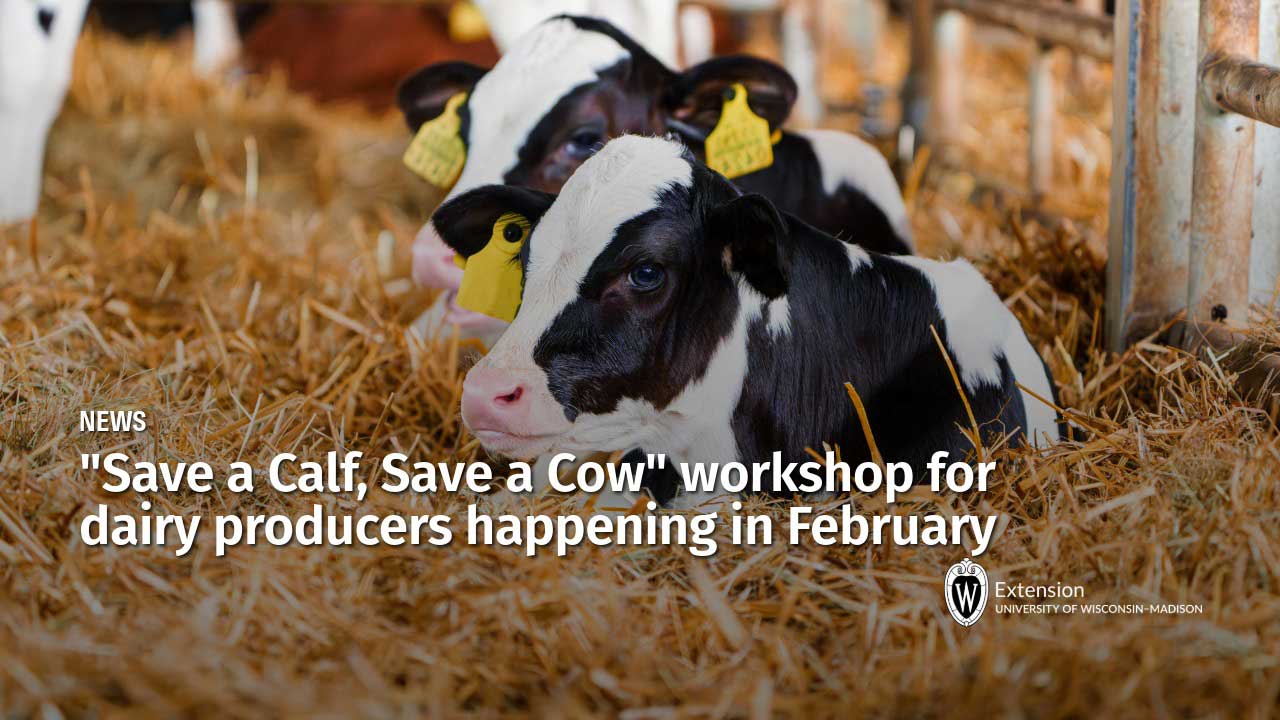 Holstein calves with yellow ear tags lying in straw barn with text announcing Save a Calf, Save a Cow workshop for dairy producers in February.