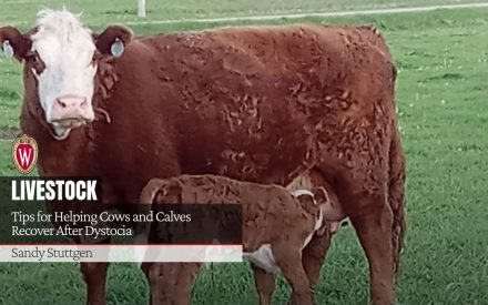 Tips for Helping Cows and Calves Recover After Dystocia