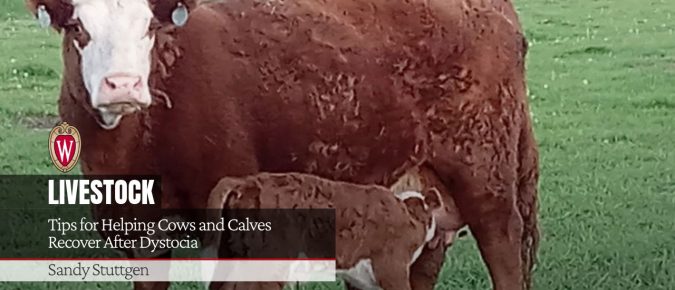 Tips for Helping Cows and Calves Recover After Dystocia